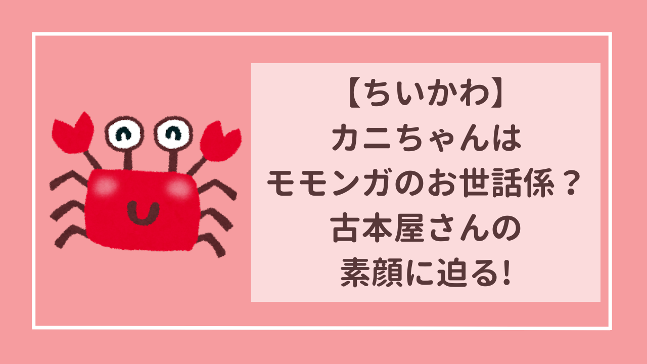 ちいかわ　カニちゃんはモモンガのお世話係？古本屋さんのかわいい素顔に迫る！